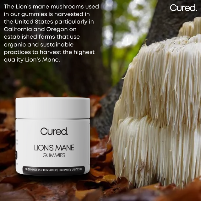 CURED® Lion's Mane Gummies